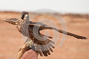 Peregrine Falcon