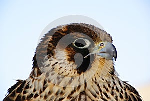 Peregrine Falcon