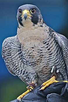 Peregrine Falcon