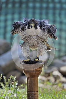 Peregrine Falcon