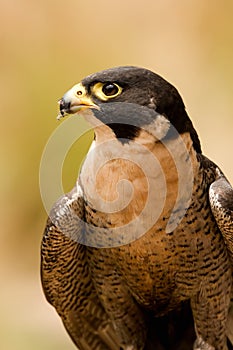 Peregrine Falcon