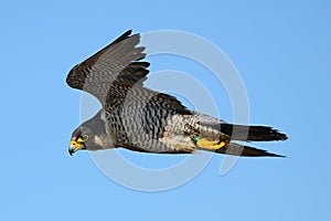 Peregrine Falcon