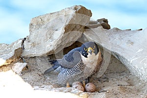 Peregrine Falcon