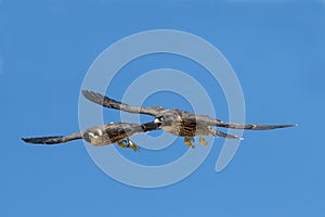 Peregrine Falcon