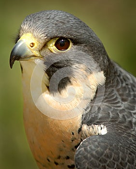 Peregrine Falcon photo