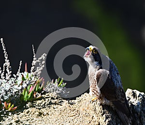 Peregrine Falcon # 2