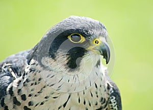 Peregrine Falcon