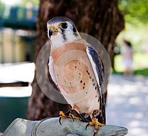 Peregrine Falcon