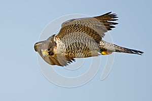 Peregrine Falcon photo