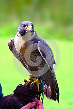 Peregrine Falcon