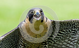 Peregrine Falcon