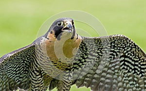 Peregrine Falcon