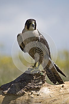 Peregrine Falcon