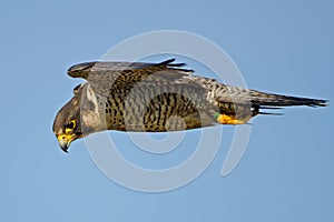 Peregrine Falcon