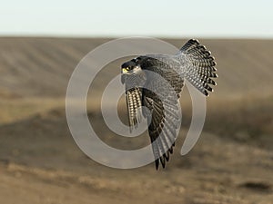 Peregrine Falcon