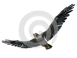 Peregrine Falcon 3d illustration isolated on white background