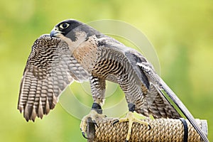 Peregrine Falcon