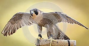 Peregrine Falcon