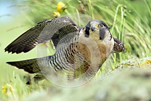 Peregrine Falcon