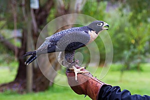 Peregrine Falcon