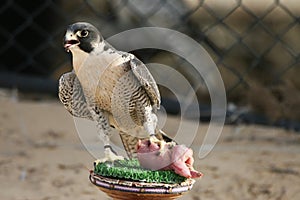 Peregrine Falcon