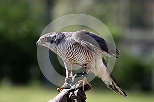 Peregrine Falcon photo