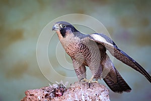 Peregrine Falcon