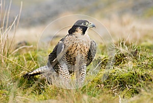 Peregrine Falcon