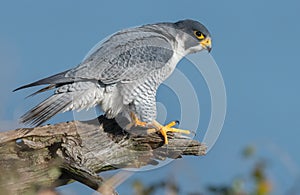 Peregrine Falcon