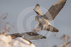 Peregrine Falcon