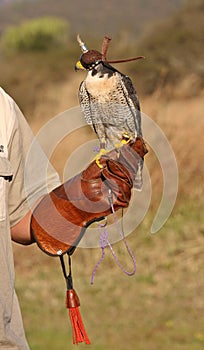 Peregrine Falcon