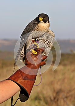 Peregrine Falcon