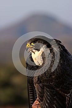 Peregrine Falcon