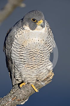Peregrine Falcon along the Hudson River