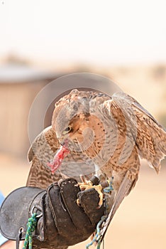 Peregrine falcon - Bedouin settlement - Al Maha - UAE