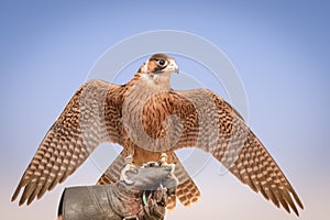 Peregrine falcon - Bedouin settlement - Al Maha - UAE