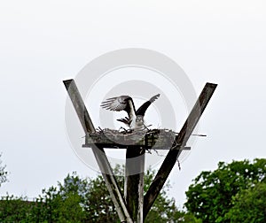 Peregrine Falcon bird landing on its nest atop a wooden post