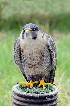 Peregrine Falcon - bird of prey - resting on stand