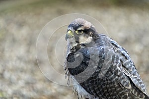 Peregrine falcon bird of prey with room for text