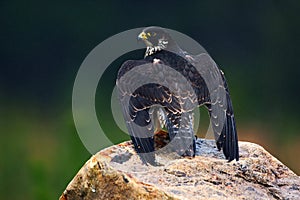 Peregrine Falcon, bird of prey sitting on the stone in the rock, detail portrait in the nature habitat, Germany. Wildlife scene wi