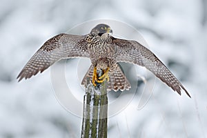 Peregrine Falcon, Bird of prey sitting on the tree trunk with open wings during winter with snow, Germany