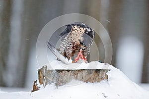 Peregrine Falcon, bird of prey sitting on the tree trunk with open wings during winter with snow, Germany. Falcon witch catch dove