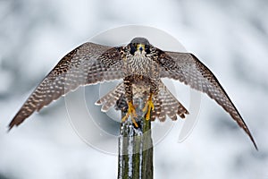 Peregrine Falcon, Bird of prey sitting on the tree trunk with open wings during winter with snow, Germany. Wildlife scene from sno