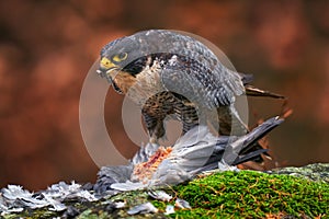 Peregrine Falcon, bird of prey sittingin forest moss stone with catch during autumn season, Germany. Falcon witch killed dove.