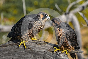 Peregrine falcon birds perched on a log