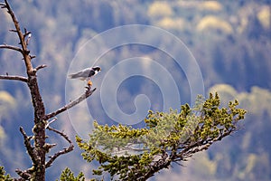 Peregrine falcon on a branch, Mount Maxwell, Salt Spring Island, BC, Canada. photo