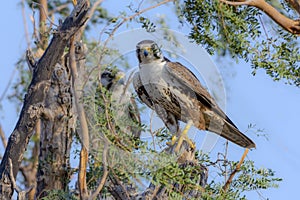 The peregrine falcon on the branch of tree in desert
