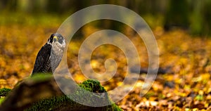 A Peregrine Falcon