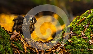 A Peregrine Falcon