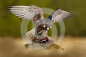 Peregrine falcon with catch Pheasant. Beautiful bird of prey Peregrine Falcon feeding kill big bird on the green moss rock.